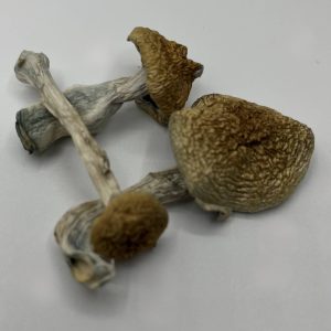 Buy-Psychedelic-Mushrooms-Online
