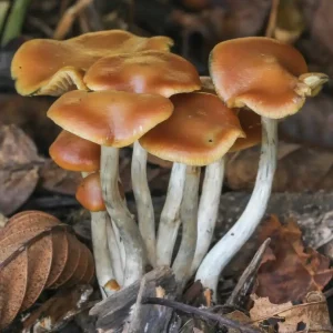 Buy-Wavy-Caps-Mushrooms
