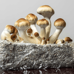 Flow State Microdosing